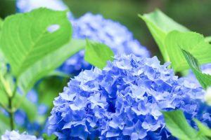 あじさい、鶴舞公園、6月の夏の花、名古屋市昭和区の観光・撮影スポットの画像と写真