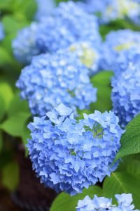 あじさい、鶴舞公園、6月の夏の花、名古屋市昭和区の観光・撮影スポットの画像と写真