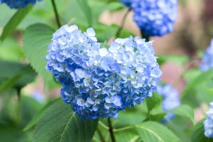 あじさい、鶴舞公園、6月の夏の花、名古屋市昭和区の観光・撮影スポットの画像と写真