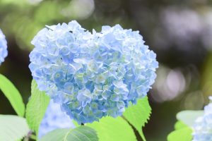 あじさい、鶴舞公園、6月の夏の花、名古屋市昭和区の観光・撮影スポットの画像と写真