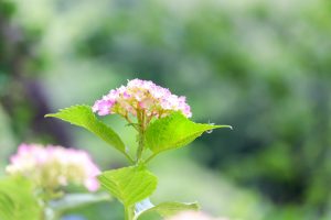 あじさい、鶴舞公園、6月の夏の花、名古屋市昭和区の観光・撮影スポットの画像と写真