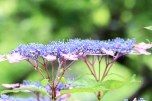 あじさい、鶴舞公園、6月の夏の花、名古屋市昭和区の観光・撮影スポットの画像と写真