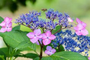 あじさい、鶴舞公園、6月の夏の花、名古屋市昭和区の観光・撮影スポットの画像と写真