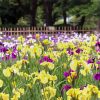 鶴舞公園、花しょうぶ、6月夏の花、名古屋市昭和区の観光・撮影スポットの画像と写真