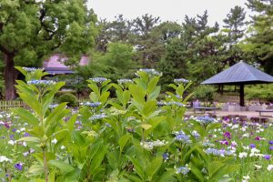 鶴舞公園、あじさい、6月夏の花、名古屋市昭和区の観光・撮影スポットの画像と写真