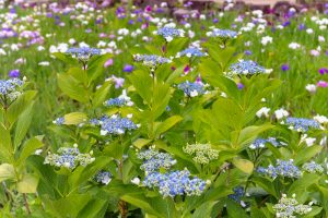 鶴舞公園、あじさい、6月夏の花、名古屋市昭和区の観光・撮影スポットの画像と写真