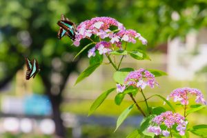 茶屋ヶ坂公園、あじさい、夏の花、名古屋市千種区の観光・撮影スポットの画像と写真