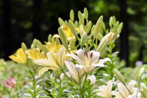 茶屋ヶ坂公園、ゆり、夏の花、名古屋市千種区の観光・撮影スポットの画像と写真