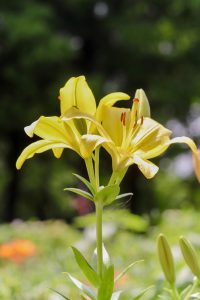 茶屋ヶ坂公園、ゆり、夏の花、名古屋市千種区の観光・撮影スポットの画像と写真