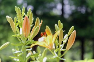 茶屋ヶ坂公園、ゆり、夏の花、名古屋市千種区の観光・撮影スポットの画像と写真