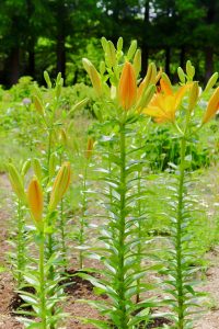 茶屋ヶ坂公園、ゆり、夏の花、名古屋市千種区の観光・撮影スポットの画像と写真