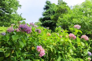 茶屋ヶ坂公園、あじさい、夏の花、名古屋市千種区の観光・撮影スポットの画像と写真