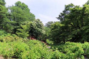茶屋ヶ坂公園、あじさい、夏の花、名古屋市千種区の観光・撮影スポットの画像と写真
