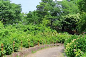 茶屋ヶ坂公園、あじさい、夏の花、名古屋市千種区の観光・撮影スポットの画像と写真