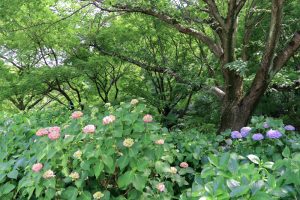 茶屋ヶ坂公園、あじさい、夏の花、名古屋市千種区の観光・撮影スポットの画像と写真