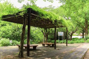 茶屋ヶ坂公園、あじさい、夏の花、名古屋市千種区の観光・撮影スポットの画像と写真