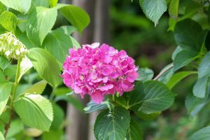 茶屋ヶ坂公園、あじさい、夏の花、名古屋市千種区の観光・撮影スポットの画像と写真