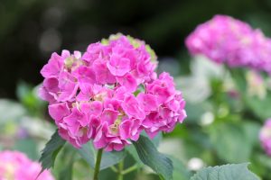 茶屋ヶ坂公園、あじさい、夏の花、名古屋市千種区の観光・撮影スポットの画像と写真