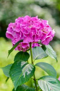 茶屋ヶ坂公園、あじさい、夏の花、名古屋市千種区の観光・撮影スポットの画像と写真