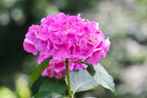 茶屋ヶ坂公園、あじさい、夏の花、名古屋市千種区の観光・撮影スポットの画像と写真