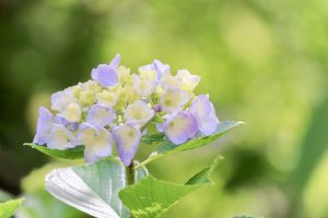 茶屋ヶ坂公園、あじさい、夏の花、名古屋市千種区の観光・撮影スポットの画像と写真