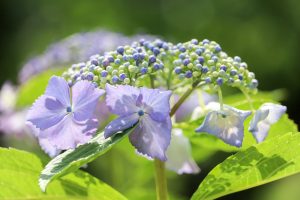 茶屋ヶ坂公園、あじさい、夏の花、名古屋市千種区の観光・撮影スポットの画像と写真
