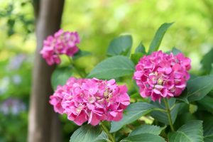 茶屋ヶ坂公園、あじさい、夏の花、名古屋市千種区の観光・撮影スポットの画像と写真