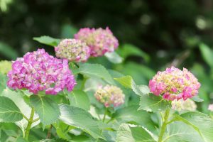 茶屋ヶ坂公園、あじさい、夏の花、名古屋市千種区の観光・撮影スポットの画像と写真