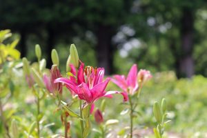 茶屋ヶ坂公園、ゆり、夏の花、名古屋市千種区の観光・撮影スポットの画像と写真