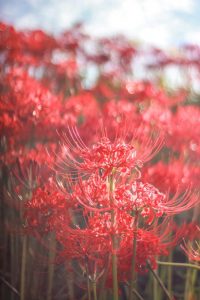 矢勝川、彼岸花、9月の秋の花、愛知県半田市の観光・撮影スポットの画像と写真