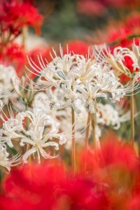 矢勝川、彼岸花、9月の秋の花、愛知県半田市の観光・撮影スポットの画像と写真