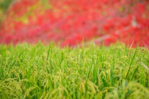 矢勝川、彼岸花、9月の秋の花、愛知県半田市の観光・撮影スポットの画像と写真