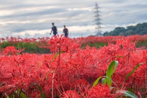 矢勝川、彼岸花、9月の秋の花、愛知県半田市の観光・撮影スポットの画像と写真