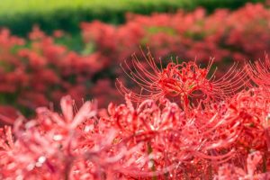 矢勝川、彼岸花、9月の秋の花、愛知県半田市の観光・撮影スポットの画像と写真