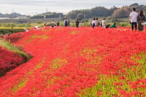 矢勝川、彼岸花、9月の秋の花、愛知県半田市の観光・撮影スポットの画像と写真