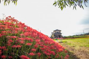 矢勝川、彼岸花、9月の秋の花、愛知県半田市の観光・撮影スポットの画像と写真