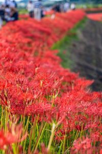 矢勝川、彼岸花、9月の秋の花、愛知県半田市の観光・撮影スポットの画像と写真