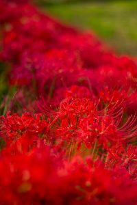 矢勝川、彼岸花、9月の秋の花、愛知県半田市の観光・撮影スポットの画像と写真