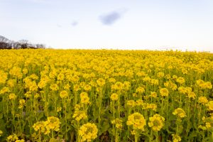 愛知牧場、菜の花、４月春の花、愛知県日進市の観光・撮影スポットの画像と写真
