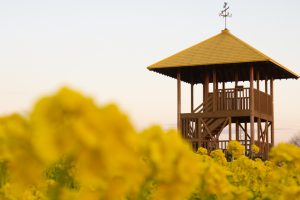 愛知牧場、菜の花、４月春の花、愛知県日進市の観光・撮影スポットの画像と写真