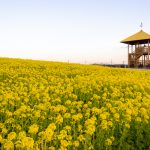愛知牧場、菜の花、４月春の花、愛知県日進市の観光・撮影スポットの画像と写真