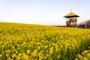 愛知牧場、菜の花、４月春の花、愛知県日進市の観光・撮影スポットの画像と写真