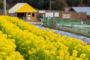 愛知牧場、菜の花、４月春の花、愛知県日進市の観光・撮影スポットの画像と写真