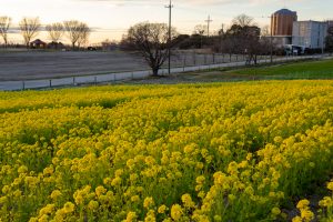 愛知牧場、菜の花、４月春の花、愛知県日進市の観光・撮影スポットの画像と写真