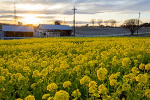 愛知牧場、菜の花、４月春の花、愛知県日進市の観光・撮影スポットの画像と写真