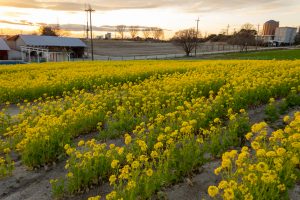 愛知牧場、菜の花、４月春の花、愛知県日進市の観光・撮影スポットの画像と写真