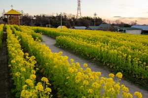 愛知牧場、菜の花、４月春の花、愛知県日進市の観光・撮影スポットの画像と写真