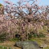 荒子公園、梅園、2月の春の花、名古屋市中川区の観光・撮影スポットの名所