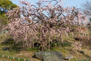 荒子公園、梅園、2月の春の花、名古屋市中川区の観光・撮影スポットの名所
