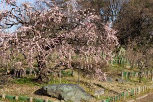 荒子公園、梅園、2月の春の花、名古屋市中川区の観光・撮影スポットの名所